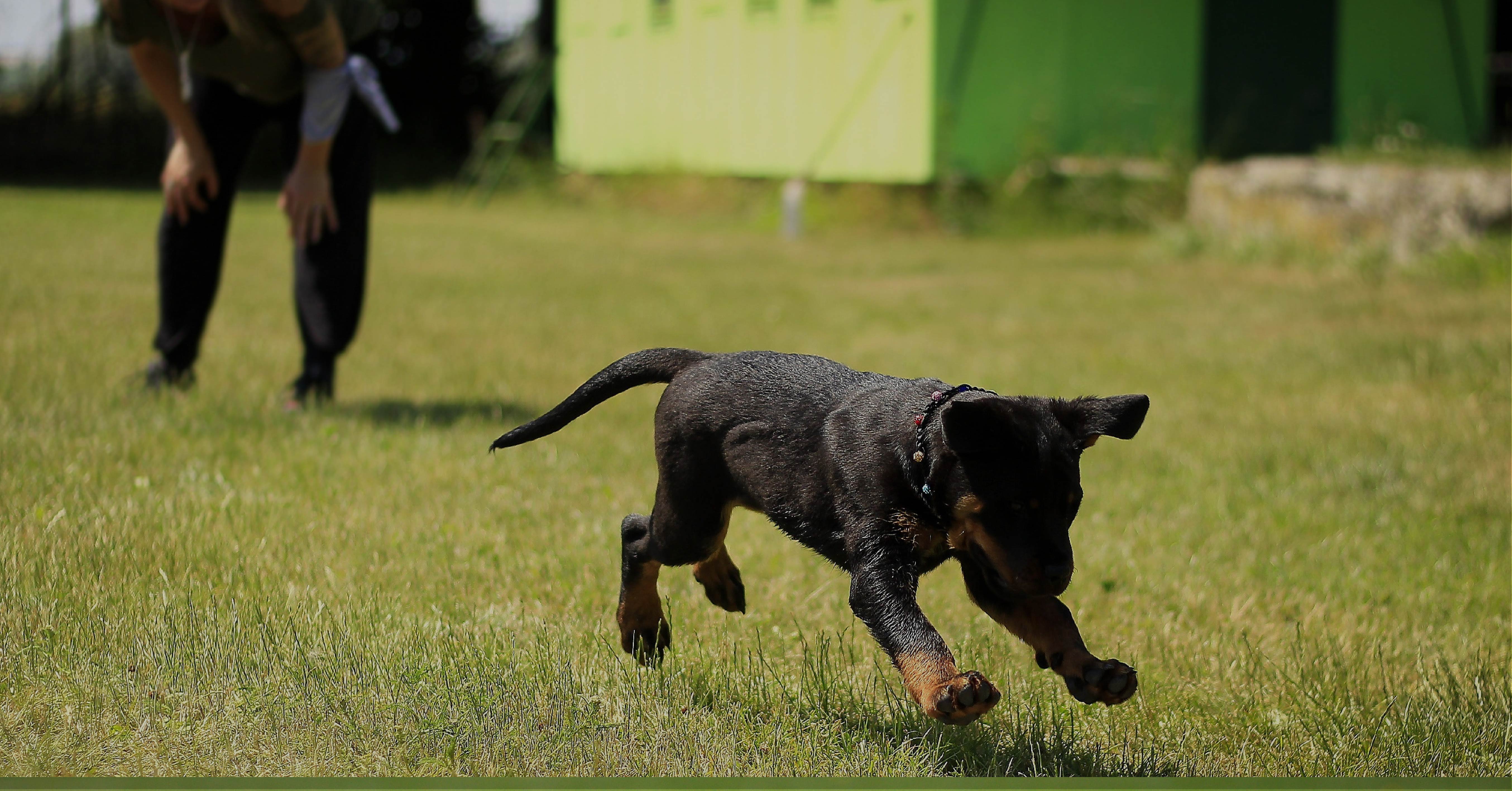 special-dog-kopek-egitimi-1